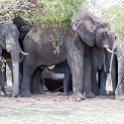 BWA NW Chobe 2016DEC04 NP 101 : 2016, 2016 - African Adventures, Africa, Botswana, Chobe National Park, Date, December, Month, Northwest, Places, Southern, Trips, Year